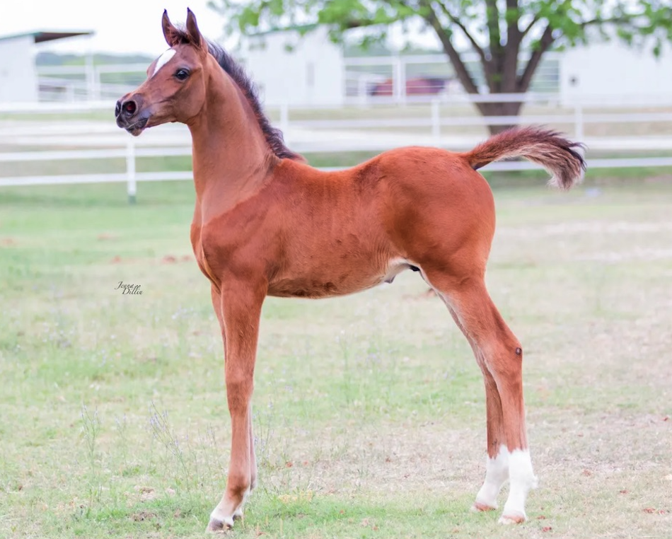 Arabian colt